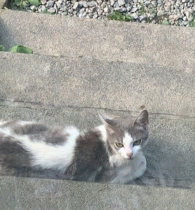 Meet your Posher, Miranda